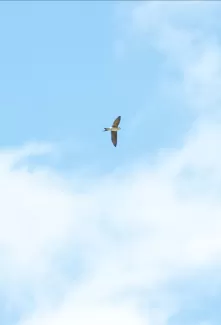 Die Schwalben sind bei der Truberholzhalle angekommen. 