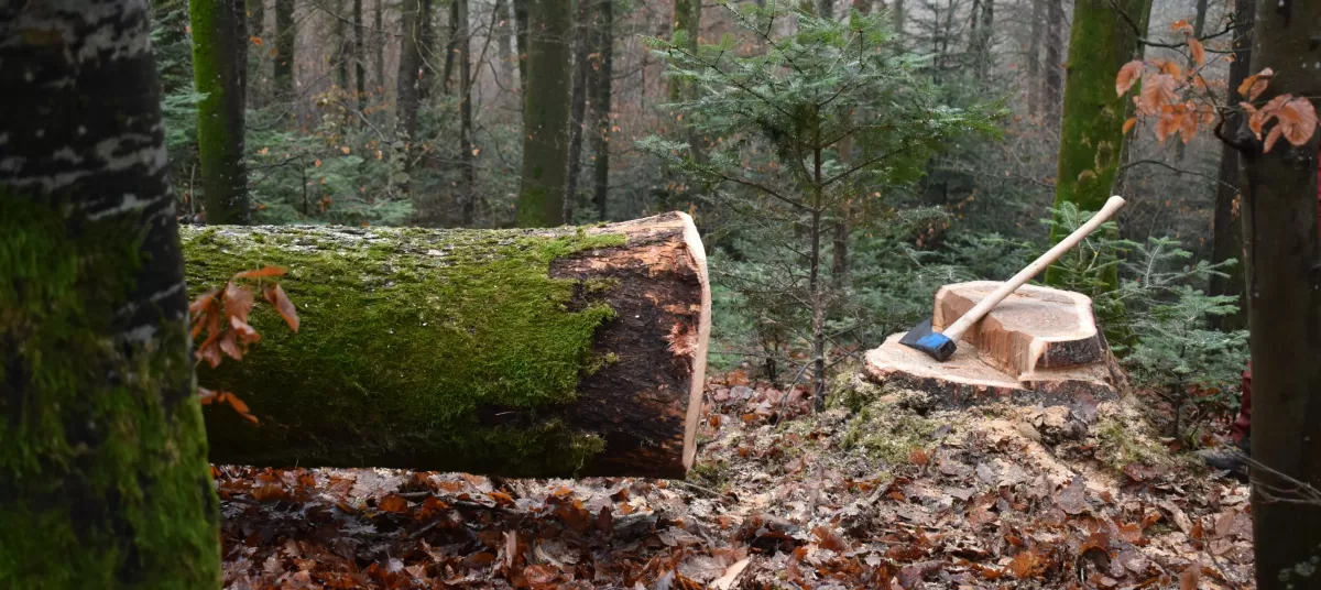 Im Dezember 20 und im Januar 21 wurden die Eichen für den Kunstpavillon des Centre Albert Anker in den Wäldern des Berner Seelands geschlagen, respektive durch eine Kerbe den Saftstrom unterbrochen. Dies geschah durch tatkräftige Mitarbeiter der Firma Truberholz AG.   Bildrecht: Marcel Hegg / www.marcelhegg.ch