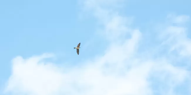 Die Schwalben sind bei der Truberholzhalle angekommen. 