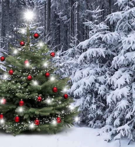 Aktion Weihnachtsbaum, Wir schenk dir deinen persönlichen Weihnachtsbaum, den du direkt im Truberwald aussuchen und abschneiden kannst!
